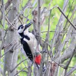 great spotted woodpecker,Dendrocopos major